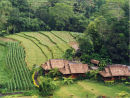 Ricefields Bali